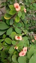 Flowers Euphorbia, Besides Flowery can also Antimicrobial Royalty Free Stock Photo