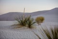 Plants and fauna at white Sands National Park