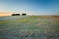 Plants on the field, trees on the horizon and sky