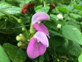 Plants flower Blossoming in Winter in Lihue on Kauai Island, Hawaii.