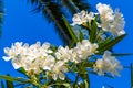 Plants and flower in Kavros village, Crete