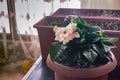 Plants in flower pots. Gardenia jasminoides with white flower at foreground. Indoor gardening.