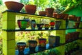 Plants in flower pots