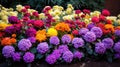 plants flowerbed Royalty Free Stock Photo