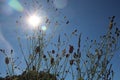 Plants with flowers on the background of the sun in the blue sky in summer