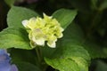 Plants, flowers, beautiful background, professional macro photography