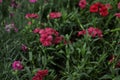 Plants, flowers, beautiful background, professional macro photography