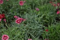 Plants, flowers, beautiful background, professional macro photography