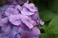 Plants, flowers, beautiful background, professional macro photography