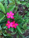 Plants and flowers,Betawi flower,Jatropha integerrima Indonesia