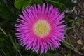 Plants and flowers of the Costa Vicentina Natural Park, Southwestern Portugal