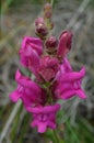 Plants and flowers of the Costa Vicentina Natural Park, Southwestern Portugal