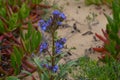 Plants and flowers of the Costa Vicentina Natural Park, Southwestern Portugal