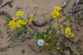 Plants and flowers of the Costa Vicentina Natural Park, Southwestern Portugal