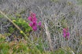 Plants and flowers of the Costa Vicentina Natural Park, Southwestern Portugal