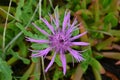 Plants and flowers of the Costa Vicentina Natural Park, Southwestern Portugal