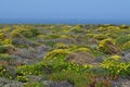 Plants and flowers of the Costa Vicentina Natural Park, Southwestern Portugal