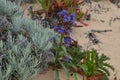 Plants and flowers of the Costa Vicentina Natural Park, Southwestern Portugal