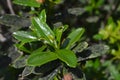 Plants and flowers of the Costa Vicentina Natural Park, Southwestern Portugal