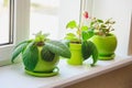 Plants in green pots on the windowsill