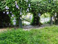 plants and flowers in a park