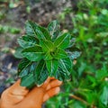 Plants flowers picture leaf