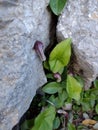 Plants, flowers, rocks ,nature , wildlife Royalty Free Stock Photo