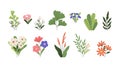 Plants and flowers, romantic bouquets and home garden green. Isolated flat nature decorative elements, organic blossom