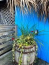 Plants and flowers in wooden barrel by blue wall Royalty Free Stock Photo