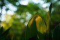 Plants and forest background