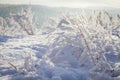 Plants in frost and snow at sunset