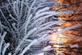 Plants frost sunset Royalty Free Stock Photo