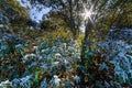 Plants frozen by the cold of winter at dawn, sunbeams coming out from behind the trees