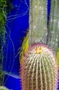 The Majorelle Garden, Jardin Majorelle. Marrakech, Morocco. Plants and furnishing elements, architecture of outdoor spaces