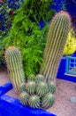 The Majorelle Garden, Jardin Majorelle. Marrakech, Morocco. Plants and furnishing elements, architecture of outdoor spaces