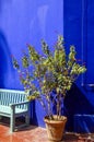 The Majorelle Garden, Jardin Majorelle. Marrakech, Morocco. Plants and furnishing elements, architecture of outdoor spaces