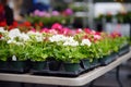Plants in garden center or street market. Sale of varietal seedlings of flowers in pots. Sprouts of geranium. Red, pink and white Royalty Free Stock Photo