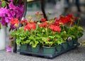 Plants in garden center or street market. Sale of varietal seedlings of flowers in pots. Sprouts of geranium. Red, pink and white Royalty Free Stock Photo