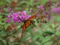 Monarch in Migration on a Rainy Day Royalty Free Stock Photo