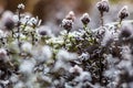 Plants of garden in the first snow close up