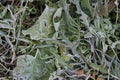 The plants in the garden froze Royalty Free Stock Photo