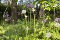 Plants in garden. Greenery in summer. Details of nature. Summer vegetation Royalty Free Stock Photo