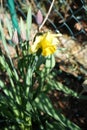 Yellow Narcissus and purple tulips in the garden in April. Berlin, Germany Royalty Free Stock Photo