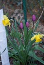 Yellow Narcissus and purple tulips in the garden in April. Berlin, Germany Royalty Free Stock Photo