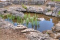 Plants in garden pond