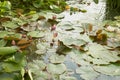 Plants in the garden pond.Decorative garden, design Royalty Free Stock Photo