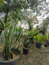 Plants in the garden : sanseviera, anthurium
