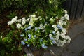 White flowers of Iberis sempervirens and blue flowers of Myosotis palustris in the garden in spring. Berlin, Germany Royalty Free Stock Photo