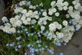 White flowers of Iberis sempervirens and blue flowers of Myosotis palustris in the garden in spring. Berlin, Germany Royalty Free Stock Photo