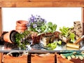 Plants with gardening tools on shelf